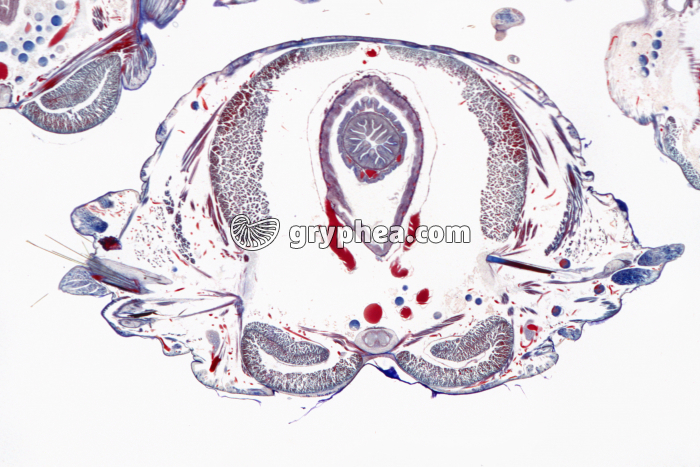 Néréis CT x5 - gryphea.com